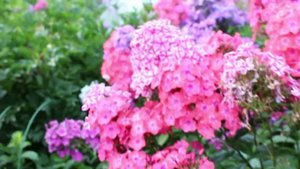 Флоксы Тимур, Лидер, Веншон Деншон