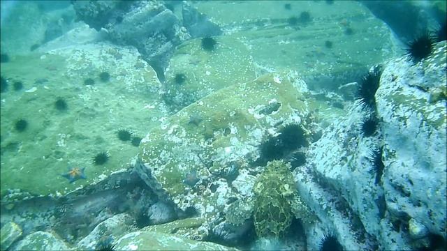 Фото Охота на большую рыбу с огромной синей пастью. смотреть онлайн