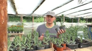 Чем мы подкармливаем эустому в рассаде.