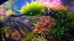 АкваКолхоз аквариум 130 литров