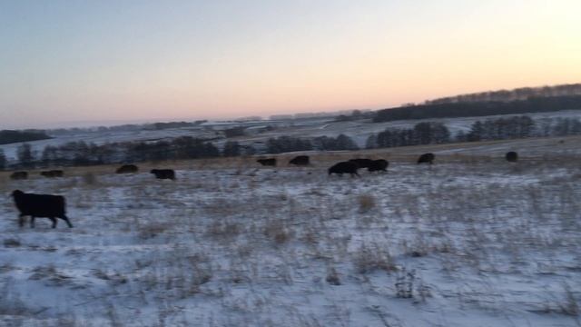 Эдильбаевские овцы и бараны на зимнем пастбище смотреть онлайн