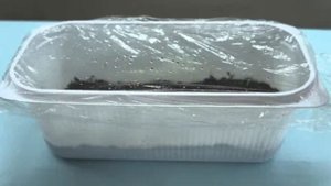 Как вырастить финиковую пальму из косточки