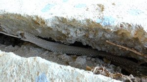 Великое ПУТЕШЕСТВИЕ на Солнечной тяге! #6