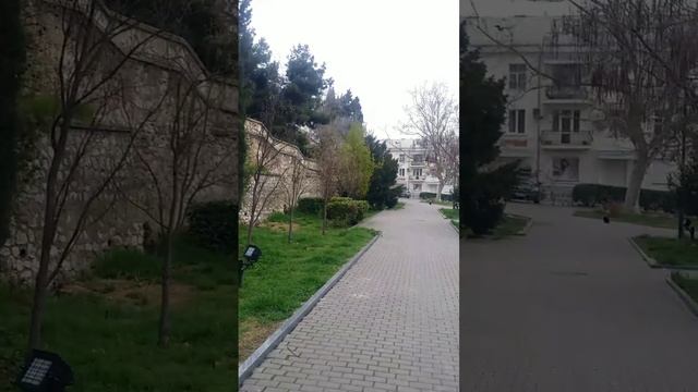 Дуб ?Пиромидальный?АР Крым г. Севастополь 17.04.2022г. смотреть онлайн