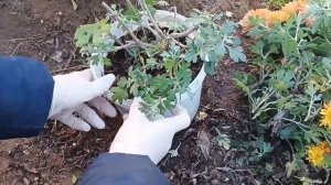 Как сохраняю корейскую хризантему и мультифлору зимой!
