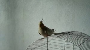 пение самочки кореллы