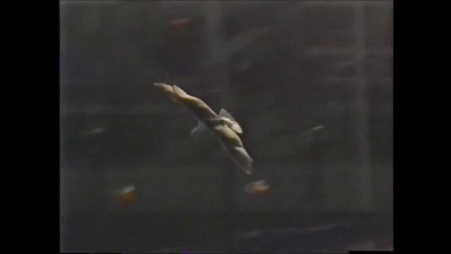 Transfer DV 8mm Hi8 Digital8 Tapes to Digital with Firewire + Sony Demo смотреть онлайн