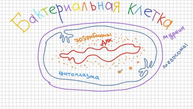 СТРОЕНИЕ БАКТЕРИЙ для детей