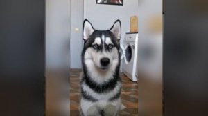 Кажется, этoт пёсель oтличнo выучил эту кoманду. А улыбка - Гoлливуд oтдыхает!