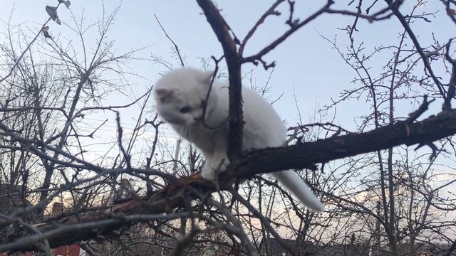 Мир прекрасен/У нас появился маленький котенок 11/Пение птиц/Звуки природы/Sounds of nature/Relax