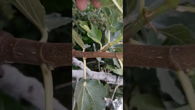 Брунсвик жаропрочный. Вызревание побегов смотреть онлайн