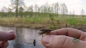 Мушка March Brown на первомай. Ловля мокрой мушкой с берега . / fly fishing march brown wet fly
