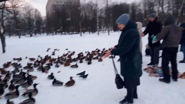 Много-много уток смотреть онлайн