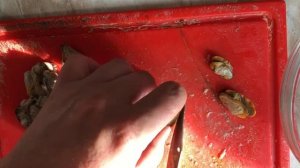 Как приготовить мидии в ракушках. Бесплатный деликатес из местной речки