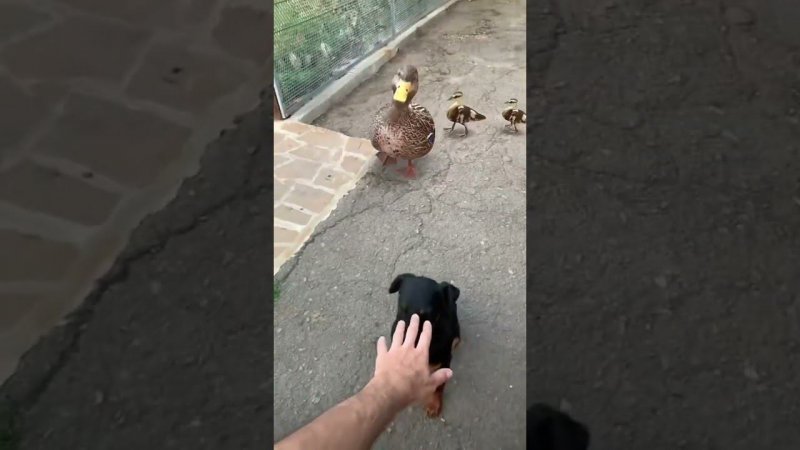 Утки затоптали Боя