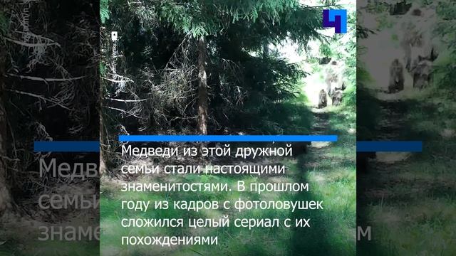 Знаменитая медведица и ее детеныши прошли перед фотоловушкой в Нижне-Свирском заповеднике смотреть онлайн