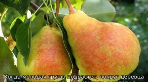 Уход за грушей