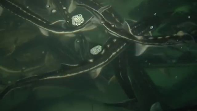 Открытие фермы по производству черной икры и осетровых в д.Жерновка смотреть онлайн