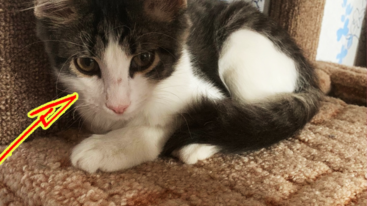 Три месяца котенок ел, не веря, что еда не закончится. Малыш сам нашел себе дом и стал счастливым смотреть онлайн