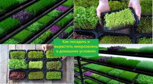 Как посадить и вырастить микрозелень в домашних условиях.  Витаминные «малыши» Эко. Био. Биодинамика