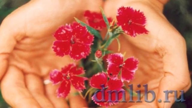 #ВИДЕОКНИГА "Луговые цветы. Гвоздика полевая" смотреть онлайн