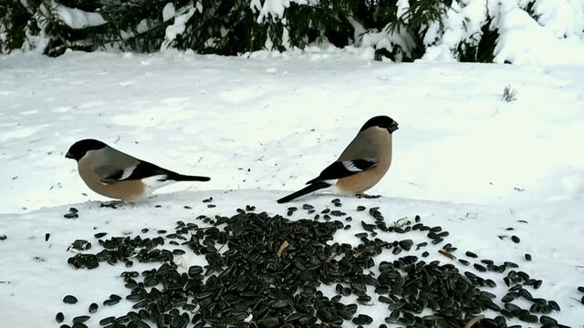 Зимний лес,стая снегирей.. Часть || смотреть онлайн
