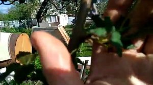 ЕЖЕВИКА ПОЛАР на 9мая 2023 .