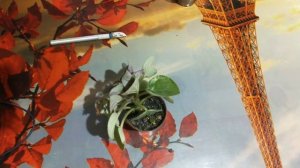 фиалка обрезка. часть 1.