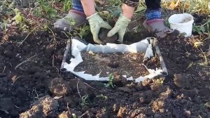 Сажаем ? тюльпаны в ящике
