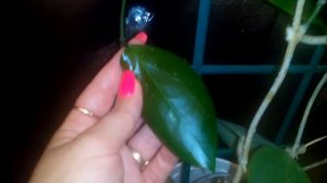 Цветение Хойи Parasitica Lao, hoya BPO1, Dichidia Pectinoides