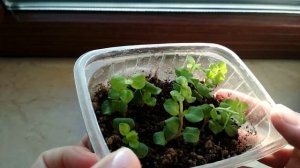 Вербейник монетчатый. Его капризы и успехи укоренения.