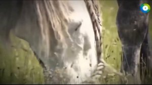 Атлантида, Лемурия, Гиперборея. Великие тайны цивилизаций