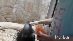 КОНТАКТНЫЙ ЗООПАРК В БИШКЕКЕ//ЧЕМ КОРМИТЬ ЕЖЕЙ//ЧЕМ КОРМИТЬ СУРИКАТОВ//КАК КОРМИТЬ БЕЛОК