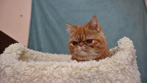 Экзот, рыжий экзотический короткошерстный котенок в продаже, мальчик