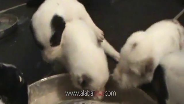 Alabai Central Asian Shepherd Puppiies 3 Weeks Old смотреть онлайн