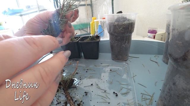 ЧЕРЕНКОВАНИЕ ГОЛУБОЙ ЕЛИ. ЭКСПЕРИМЕНТ ПРОВАЛИЛСЯ(