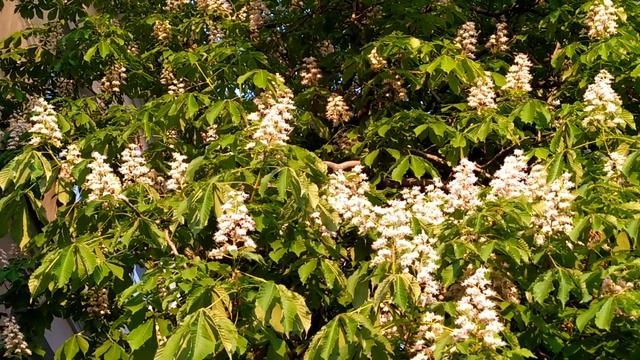 Каштаны и сирень - весенние бренды Питера | #ЦарскоеСело, 2023 смотреть онлайн