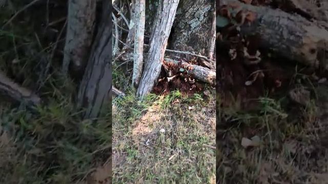 Ringless Honey Mushroom смотреть онлайн