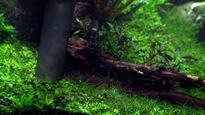 Аммиак NH3 и аммоний NH4, нитриты NO2 и нитраты NO3 в воде аквариума. Азотный цикл в воде.