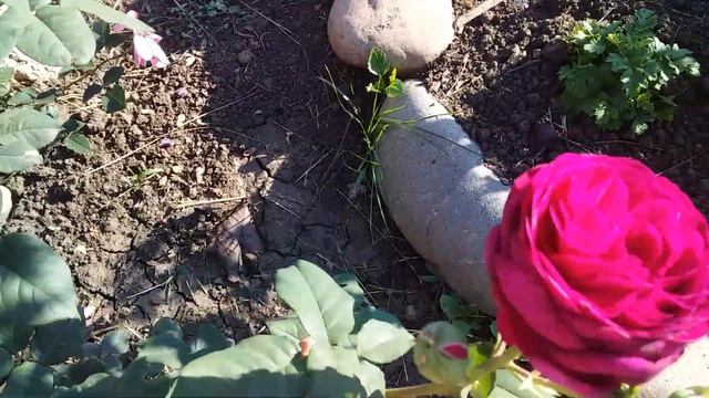 Цветение розы Иоганн Вольфганг фон Гёте смотреть онлайн