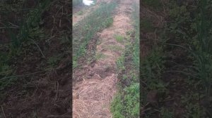 Окультуривание участка, как сделать землю плодородной.