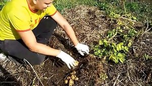 посадка картофеля под сено результат прошлого года