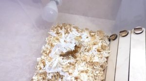 КАК ВЗЯТЬ В РУКИ ЗЛОГО ХОМЯКА / ПСЕША - РУЧНОЙ ХОМЯК / КАК ПРИРУЧИТЬ ХОМЯКА / Alisa Easy Pets