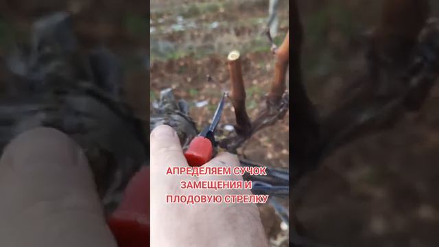 КАК ПРИ ОБРЕЗКИ ОПРЕДЕЛИТЬ СУЧОК ЗАМЕЩЕНИЯ И ПЛОДОВУЮ СТРЕЛКУ