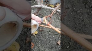 Восстановление повреждённой лозы винограда.