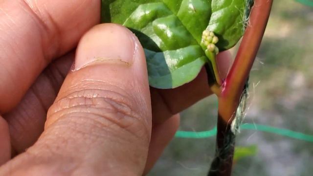 How to grow malabar spinach in pot or container | Basella alba смотреть онлайн