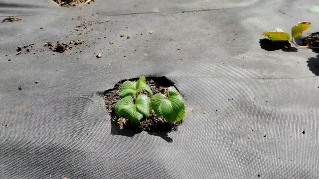 ЗЕМЛЯНИЧНОЕ БЕЗУМИЕ - 7 урожайных грядок из семян! смотреть онлайн