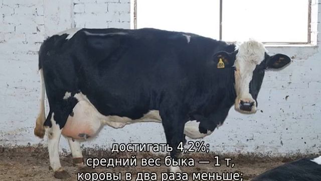 Черно пестрая порода коров