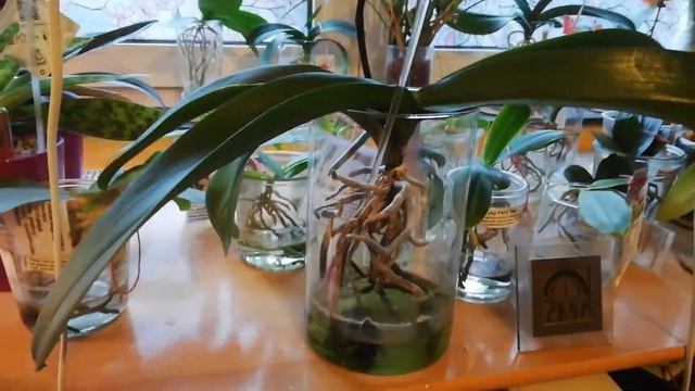 Phalaenopsis BigLip Orchidee in Wasserkultur смотреть онлайн