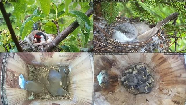 Онлайн-трансляция - 2020. 29.05.2020 г. . город Калуга. смотреть онлайн